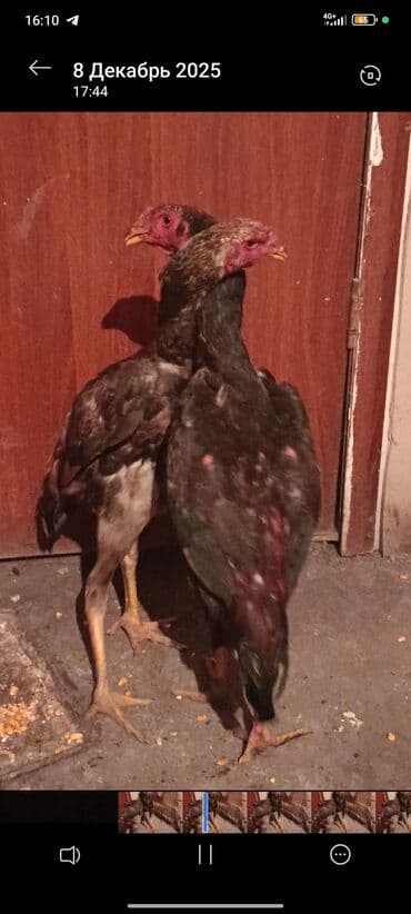 животные домашние: Продаю | Куры, Петух | Дакан | Для боев — 1