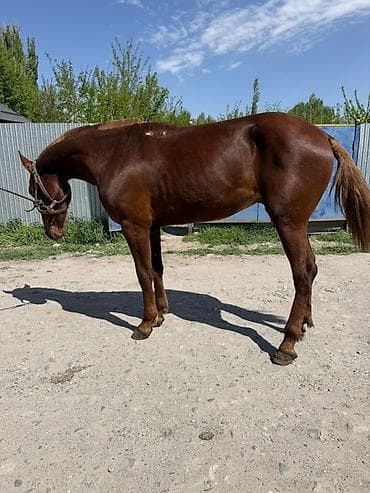 бойцовые птицы: Продаю | Жеребец | Кара Жорго | Конный спорт | Племенные, Осеменитель — 2