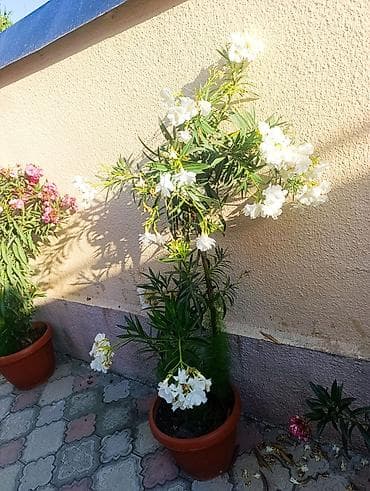 Кусты олеандра в горшках - Сорта: с белыми и розовыми махровыми at lalafo.kg Кусты олеандра в горшках - Сорта: с белыми и розовыми махровыми