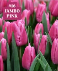 купить луковицы тюльпанов из голландии: Предлагаются тюльпаны различных оттенков для предзаказа к 8 марта 2026 — 17