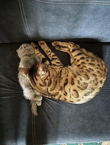 коты бенгальские: Бенгальская, 4 года, Девочка, Золотая шиншилла, Приучена к лотку — 2