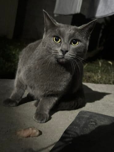 показы 1 354 72 договорная кошка даром британская короткошёрстная 1 год мальчик метис 2 позвонить написать: Скотиш Страйт (Шотландская прямоухая), 1 год, Мальчик, Голубой — 1