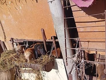 кошка тайская: Продаю | Овца (самка) | Полукровка | Для разведения — 4