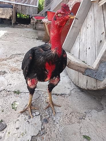 сөөл жан: Короз сатылат — 1