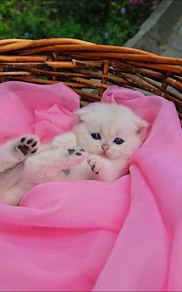 Шотландские котята от красивой пары. Предлагаем для бронирования — 1