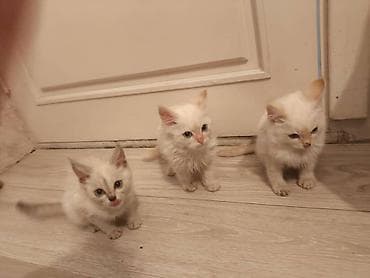 Котята, 3 месяца. Домашние, метисы. голубые глаза Не ухожены, к лотку
