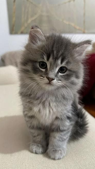 коты на вязку: 🎁 Полностью домашние, к лотку и миске приучены (ну, почти — они — 2