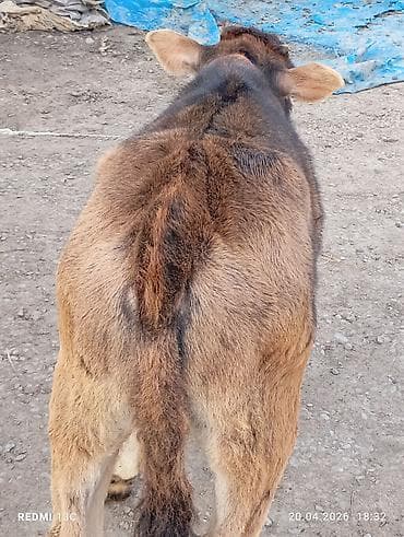 Животные: Продаю | Музоо, торпок | На откорм | Искусственник — 6