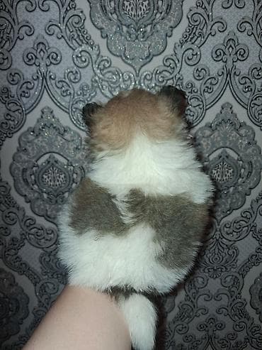 мойка собак: Помиранский шпиц •Девочка •Родилась 14 .03.2026 •Окрас : пати-колор — 3