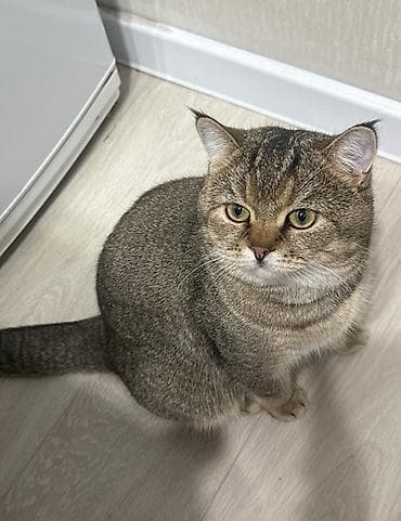 Кошки: Скотиш Страйт (Шотландская прямоухая), 2 года, Мальчик, Золотая шиншилла, Приучена к лотку, С документами, С прививками — 1
