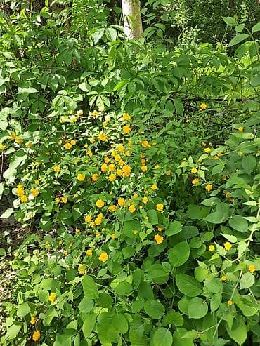 Многолетние садовые растения (делёнки/корневища) для тенистых и — 8