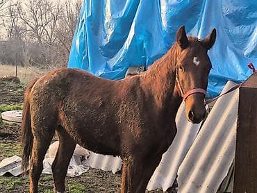 кой обмен: Продаю | Жеребенок | Для разведения | Племенные — 2