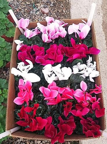 стар: Цикламены и георгины в горшках — яркие многолетние декоративные — 1