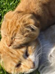 объявления о найденных животных: Ургаачы — 2