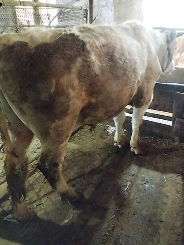 Продаю | Бык (самец) | Герефорд, Бельгийская, Аулиекольская | На откорм, На забой at lalafo.kg Продаю | Бык (самец) | Герефорд, Бельгийская, Аулиекольская | На откорм, На забой