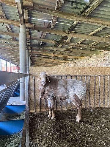 мал айдаган ит сатылат: Сатам | Кочкор (эркек) | Арашан | Көбөйтүү үчүн | Асыл тукумдуу — 2