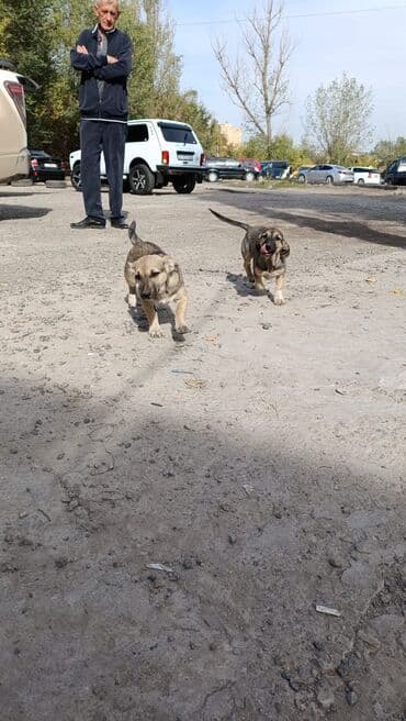 американский бульдог питомник: Собака даром: Дворняжка, 3 месяца, Самка — 4