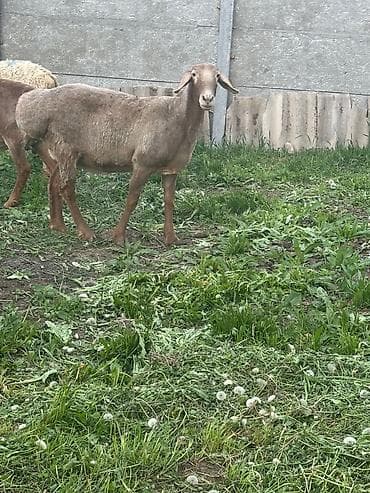 кекилик бишкек: Сатам | Ургаачы кой (ургаачы) | Эдильбай | Көбөйтүү үчүн | Ургаачы — 1