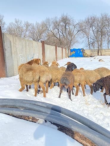 Продаю | Баран (самец) | На забой
