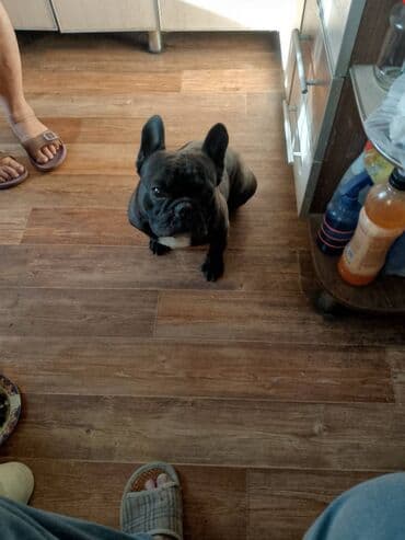 франсуский бульдог: Ит кууту: Бульдог, Эркек, 2 жаш — 5