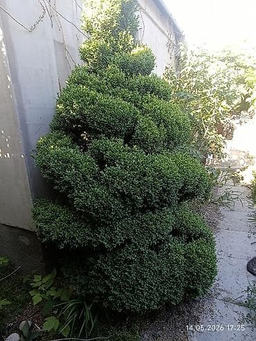 куплю фикус бенджамина: Топиарные кусты (садовая стрижка) - Живые вечнозелёные кустарники с — 5