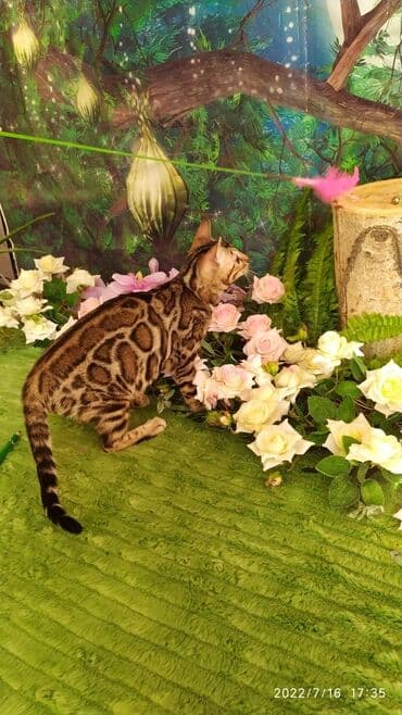 бенгальский леопардовый кот: Бенгальский котик Мальчик. 5мес. Невероятно красивый контрастный с — 5