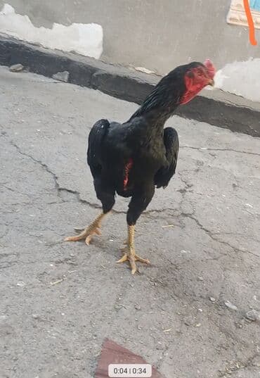 сколько стоит корова дойная: Продаю | Куры | Бойцовая | Для разведения — 4