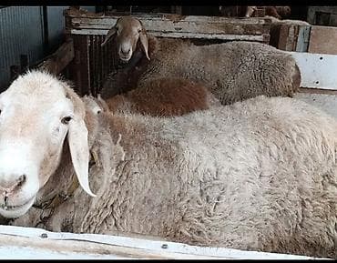 курица несушки: Продаю | Овца (самка) | Для разведения | Матка — 5