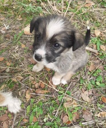 Собака даром: Дворняжка, 10 месяцев, Самка at lalafo.kg Собака даром: Дворняжка, 10 месяцев, Самка