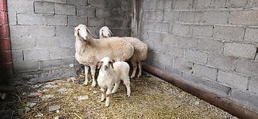 собака кане корсо: Продаю | Овца (самка) | Для разведения | Матка — 5