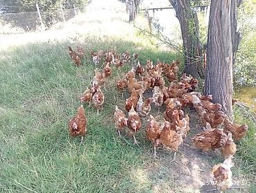 плимутрок куры: Продаю | Куры | Несушки — 3