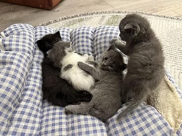1 800 kgs котяты: Котята, помёт из 4 малышей: - Окрас: сплошной серый (2 котёнка) — 4