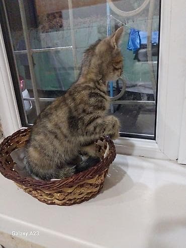 Отдам даром кошку: Котёнок тигрового окраса девочка. Белый с серым мальчик, отдам в — 3