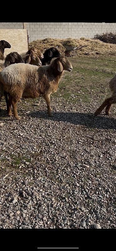 стельные тёлки: Продаю | Овца (самка) | Для разведения | Матка — 1