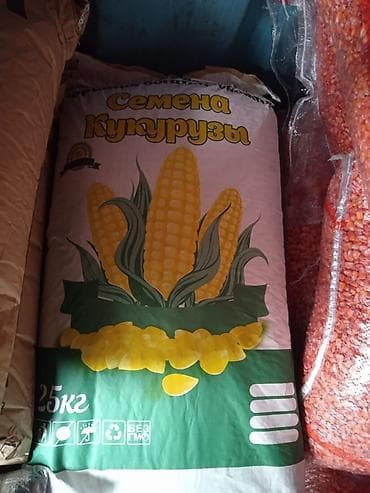 ашкабак тыква: Жугору дарыланган местный 80 сом Чечен жугору — 4