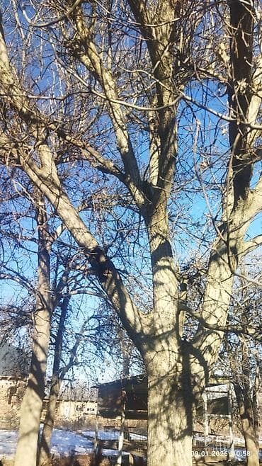 скупка цветного металла в бишкеке: Продаю ореховое дерево — 1