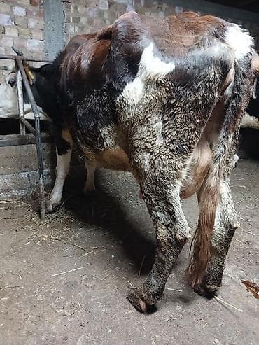 сементал уйлар: Продаю | Корова (самка) | Полукровка | Для молока | После отела — 5