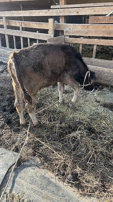 Продаю | Бык (самец) at lalafo.kg Продаю | Бык (самец)