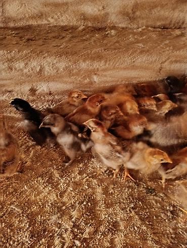 поводок для собаки: Продам породистых цыплят,Кучинские, полубрамы,крупные, 2 недели — 1