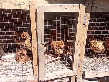 клетки для кур: Продаю | Куры | Домашняя, Кучинская | Несушки — 2