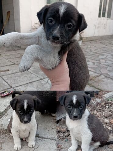 лайка щенки: Такие малышарики ждут своего человека . 1.5 месяца. вырастут — 3