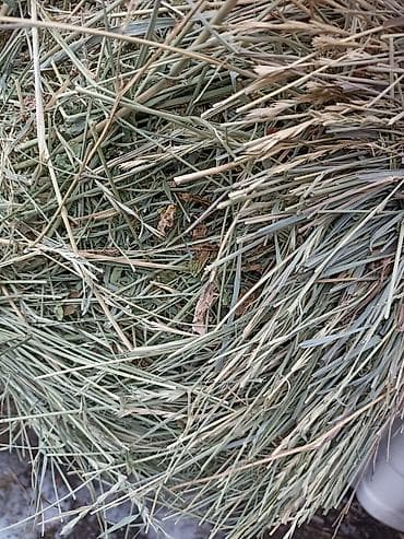 жаны уйлор: Клевер 1укос аралаш сено доставка есть зелёный тюки плотные — 2