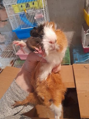 день сяпина: Морские свинки, мальчики и девочки, возраст 2,5 месяца — 7