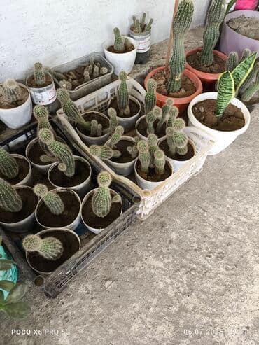 меловая краска для мебели бишкек: Кактусы и сансенверия для оформление офисов и комнат, кактусы хорошо — 1