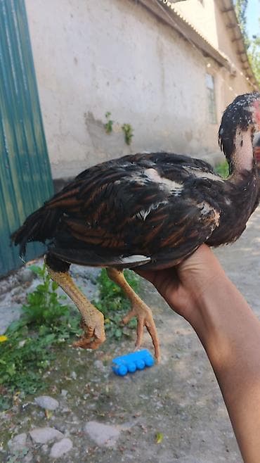 куплю кур несушек молодок: Продаю | Куры | Бойцовая | Для разведения — 2