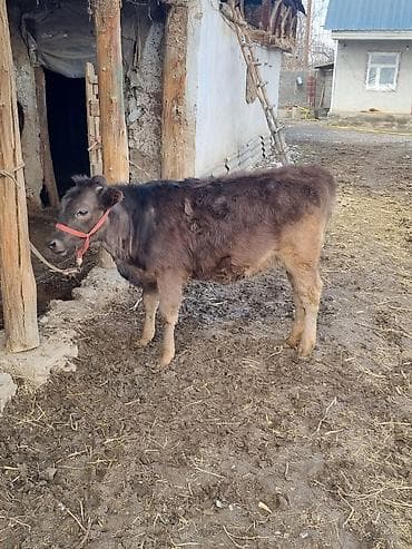 абердин ангуз сатылат: Сатам | Музоо | Бордоп семиртүү үчүн — 2