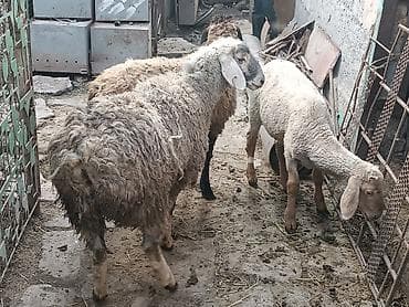 кошка домашный: Продаю | Овца (самка), Баран (самец) | На забой, Для разведения — 4