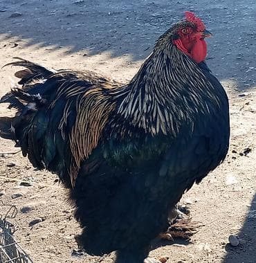 Кошки: Продаю | Петух | Брама | Для боев — 1