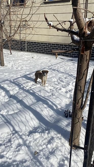 Отдам даром собаку: Тайган, 4 месяца, Самец, С прививкой — 1