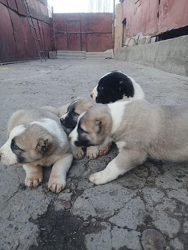 Услуги ветеринара: Щенки Алабай Две большие по 8000 остальные по 6000?рас: палевый с — 6